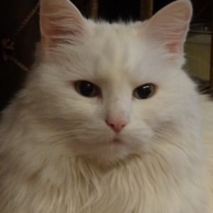 Meet your Posher, Brenda